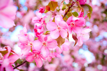 pink flowers Словарьсообщить об ошибке