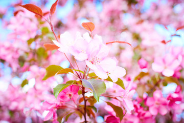 pink flowers Словарьсообщить об ошибке