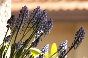 Muscari