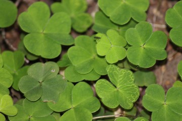 una passeggiata nel bosco