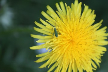 una passeggiata nel bosco