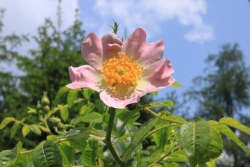 La rosa canina