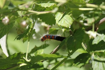 una passeggiata nel bosco