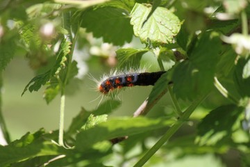 una passeggiata nel bosco