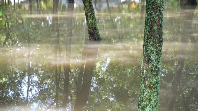 	Puddle in the park after a rain.	Trees in water.	