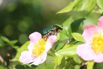 La rosa canina