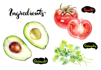 Avocado tomato coriander watercolor hand drawn illustration set