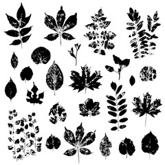 Leaves imprints set isolated on white background vector - obrazy, fototapety, plakaty