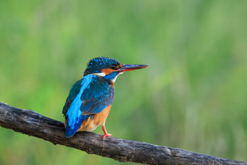 kingfisher (alcedo atthis) in natural habitat