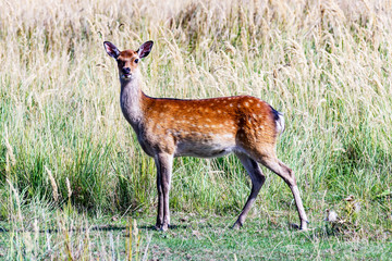 Deer cow in the tall grass