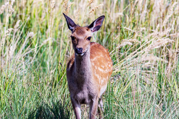 Deer cow in the tall grass