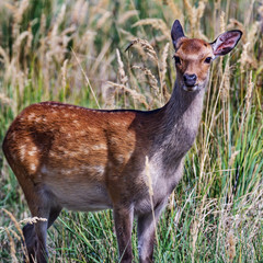 Deer cow in the tall grass