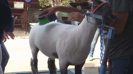 A boy washes a tied-up sheep on a sunny day at a livestock barn at a county fair as a judge instructs