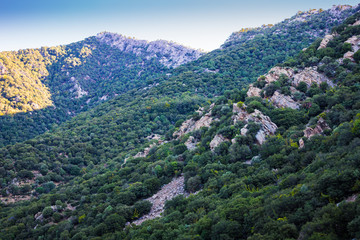 Vivid colors of a blooming forest in Rodopi mountains, Greece