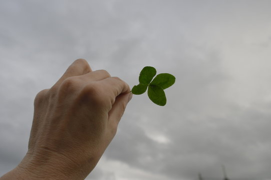 четырёхлистный лист клевера в руке на фоне пасмурного неба