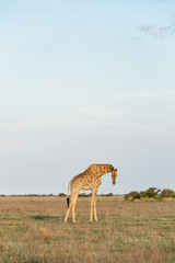 Giraffe in African Savannah