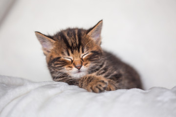 Chaton endormi