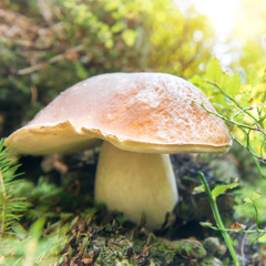 Big fresh edible mushroom boletus edulis in the green forest