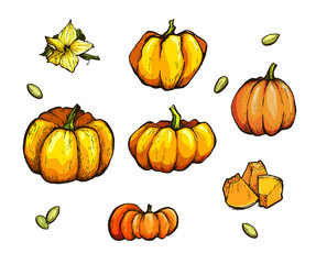 Colorful pumpkin vector drawing set. Farm market product.