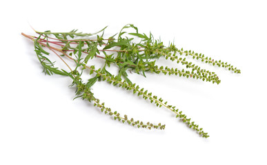 Ambrosia artemisiifolia, ragweed, annual ragweed or low ragweed. Isolated on white background.