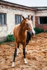 Horseback riding,