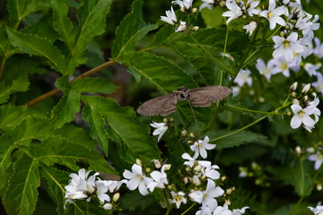 Hawk moth collects pollen from white flower