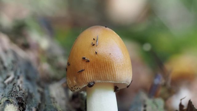 The Tawny Grisette mushroom covered in mites