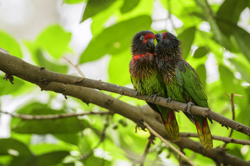 Yellow-streaked Lory - Chalcopsitta scintillata, beautiful colorful parrot from tropical forests and woodlands of Papua New Guinea.