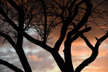 Baum, abends © Fotolyse