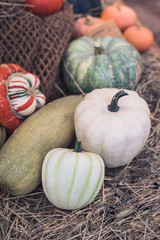 Different varieties of squashes and pumpkins on straw, Thanksgiving postcard concept