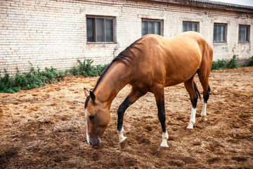 Fototapeta premium Horse in the nature, horseback riding