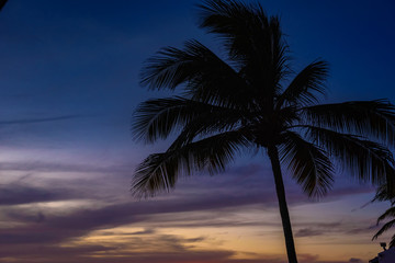 Fototapeta na wymiar Silhouette of palm trees