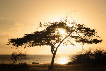 Plakat Silhouette of a Divi tree at sunset