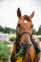 Fototapeta premium Horse in the nature, horseback riding