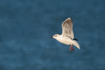 Black-Headed Gull Coming In to Land