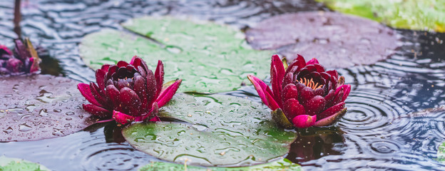 Beautiful bright Nature Floral Background with waterlily in the rain. Red lotus flowers growing in pond, banner