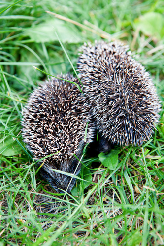 Two Hedgehogs In The Summer Grass Stock Photo And Royalty
