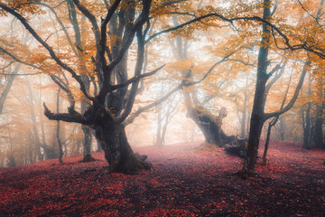 Beautiful fairy forest in fog in autumn. Colorful landscape with enchanted trees with orange and...