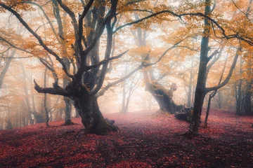 Fotobehang Betoverde Bos Beautiful fairy forest in fog in autumn. Colorful landscape with enchanted trees with orange and red leaves on the branches. Scenery with path in dreamy foggy forest. Fall colors in october. Nature  © den-belitsky