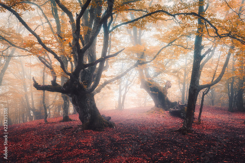 Beautiful Fairy Forest In Fog In Autumn Colorful Landscape