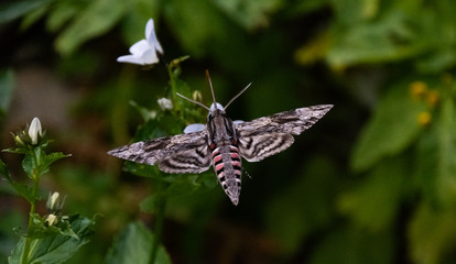 Fototapeta na wymiar Hawk moth collects pollen from white flower