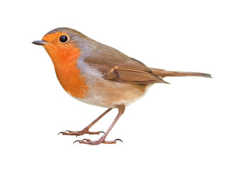 Robin (Erithacus rubecula) isolated on white background