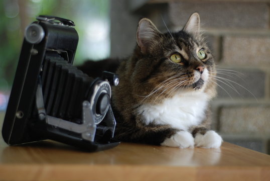 Tabby with Antique Camera 1