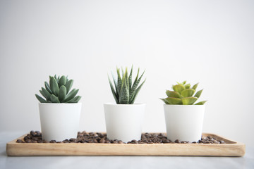 Collection of various cactus in pot on table.