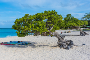 A tree near the shore of an idyllic beach - obrazy, fototapety, plakaty