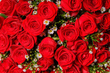 Natural red roses background