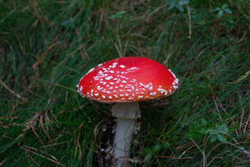 fly agaricus in the grass