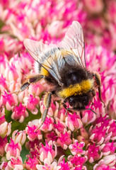  flowers in the openluchtmuseum, Arnhem