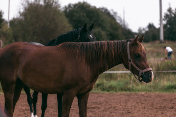 Horse in the nature, horseback riding