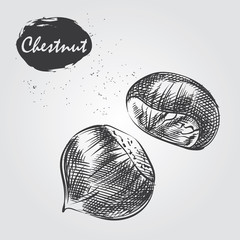 Hand drawn chestnut isolated on white background. Nuts sketch in style, vector illustrator. - 223238389